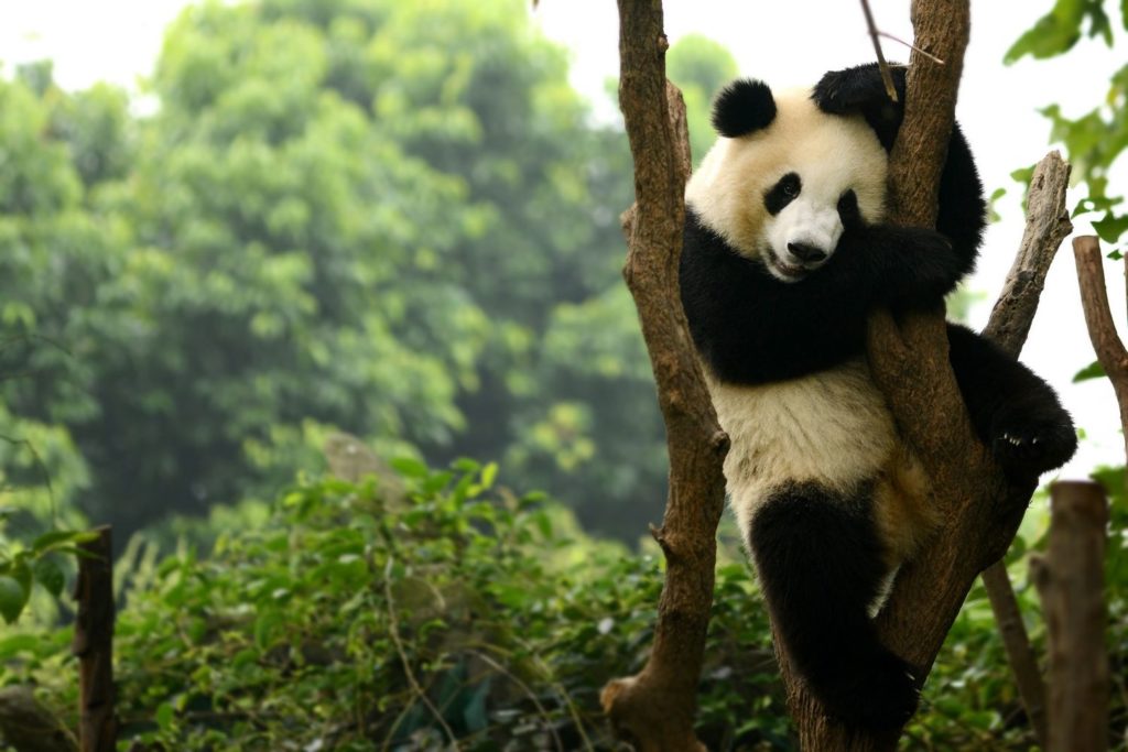 Panda Gigante - Centro di Ricerca Chengdu