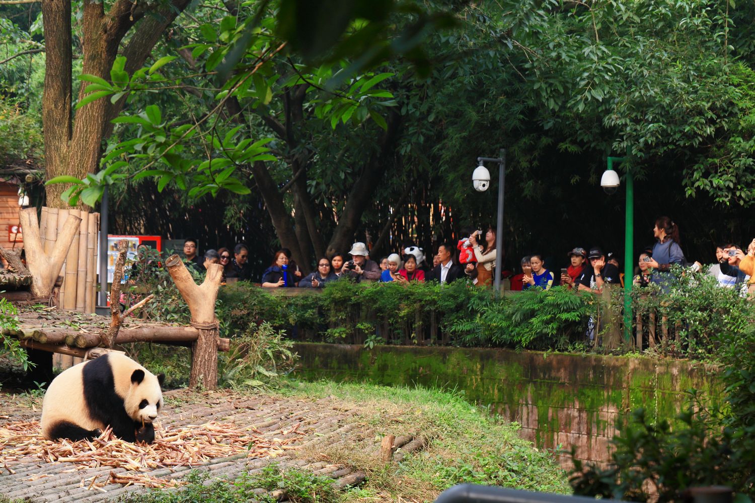 Panda Gigante - Centro di Ricerca Chengdu